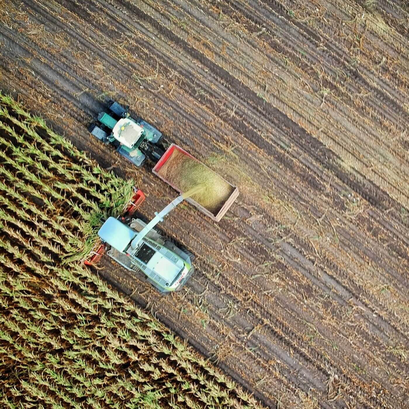 Two trucks in an agricultural field harvesting crops.